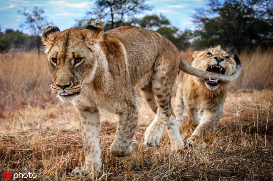 Trong khi sư tử anh đang tạo dáng cực ngầu trước ống kính nhiếp ảnh gia, sư tử em lại lao tới đầy phấn khích chỉ để trêu ghẹo.
