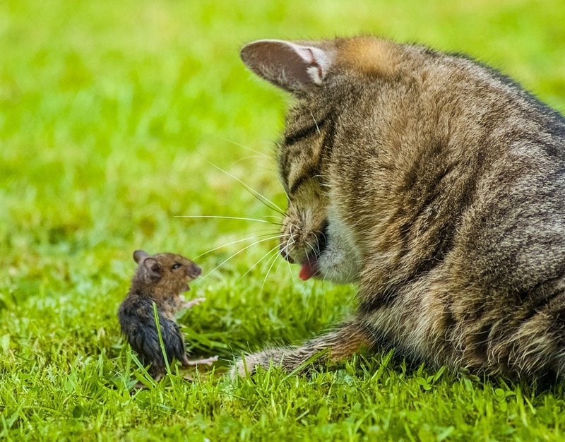 Phien ban doi that cuc hai cua Tom va Jerry gay sot-Hinh-2