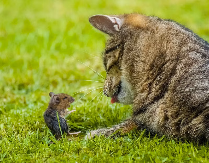 Phien ban doi that cuc hai cua Tom va Jerry gay sot-Hinh-2