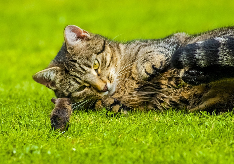 Phien ban doi that cuc hai cua Tom va Jerry gay sot-Hinh-3