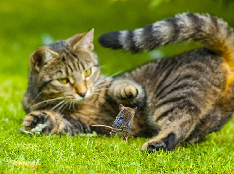 Phien ban doi that cuc hai cua Tom va Jerry gay sot