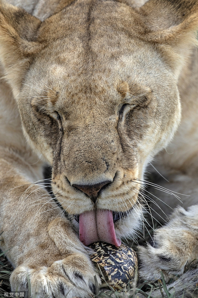 Buc boi rua nho nhut nhat, su tu lam ngay dieu dang so-Hinh-2