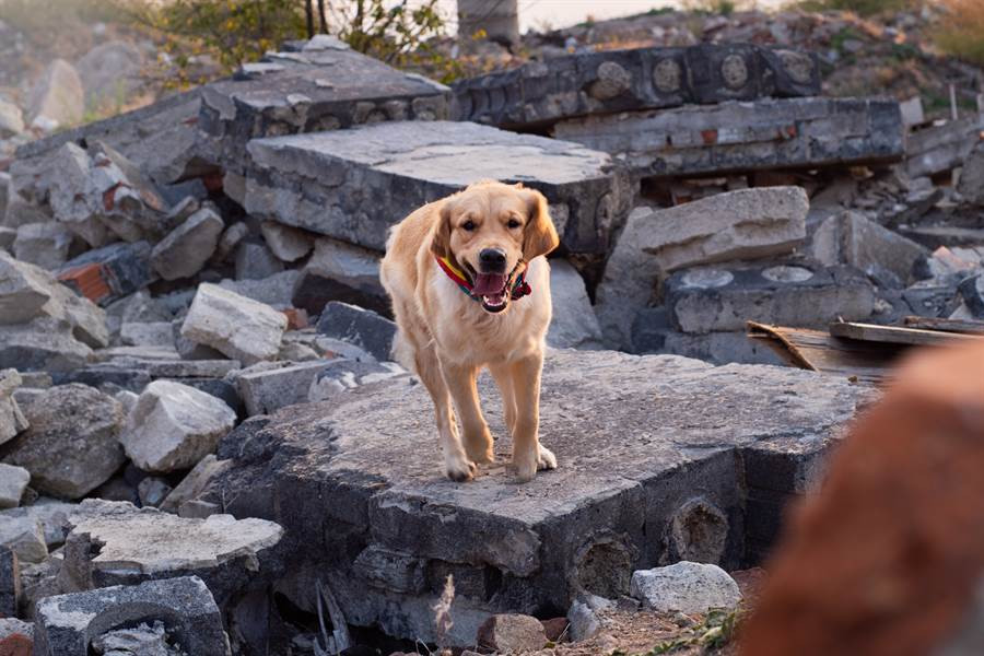 Nua dem, cho cung sua vang cuu mang ca nha chu