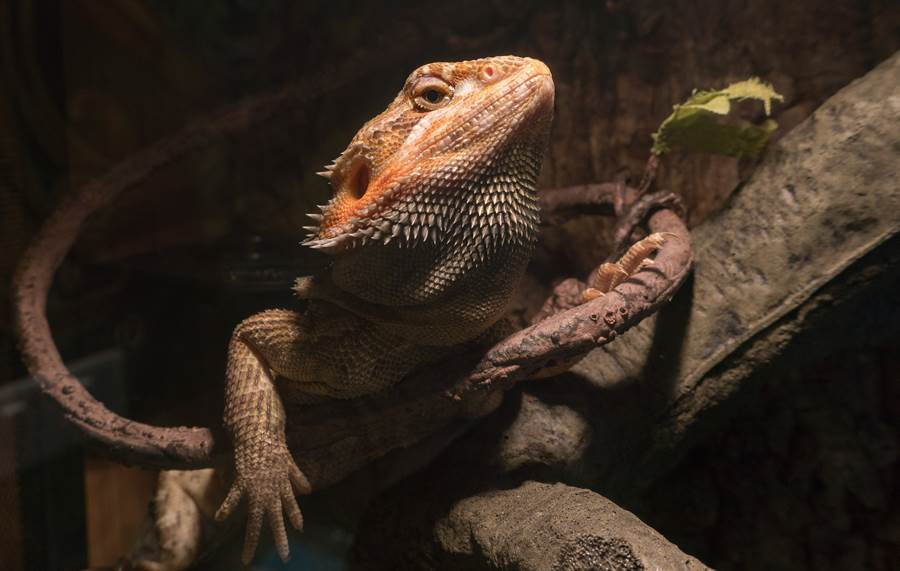 Ngo ca sau ngoai ruong, nguoi phu nu bao canh sat... va chet cuoi-Hinh-2