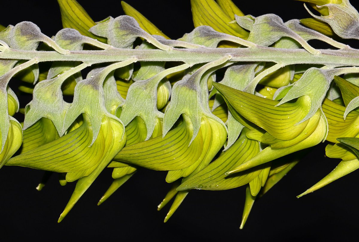 Xem thêm một số hình ảnh khác về loài hoa chim xanh đẹp kỳ lạ, đầy mê hoặc này.