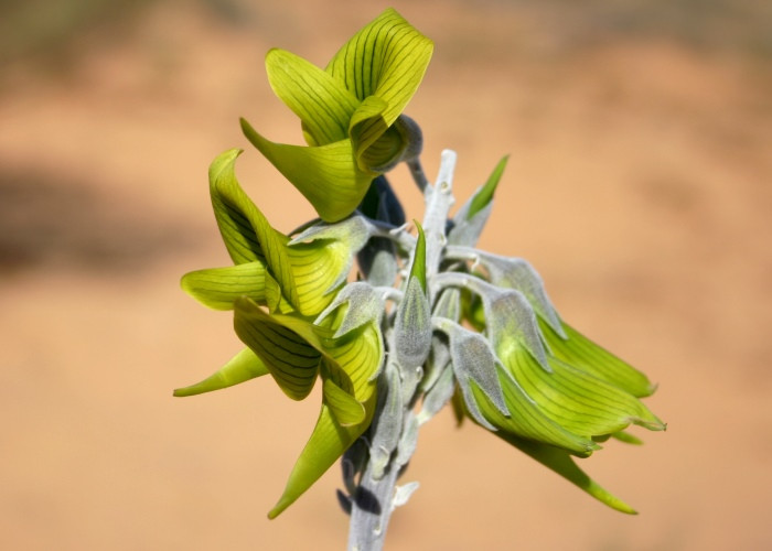 Hoa của cây mọc trên các gai dài ở đầu cành.