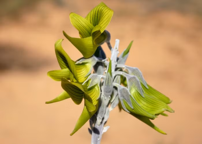 Hoa của cây mọc trên các gai dài ở đầu cành.