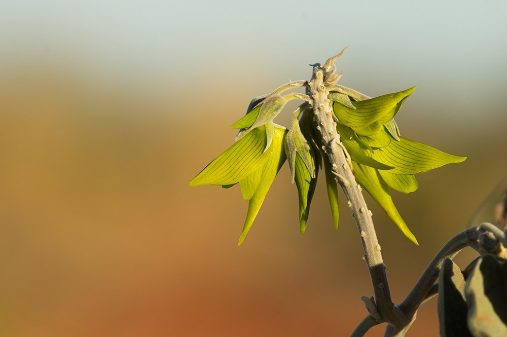 Cũng vì vậy, hoa chim xanh thực sự rất giống như một con chim ruồi màu xanh được gắn vào cây bởi chiếc cuống cong dài như mỏ chim.