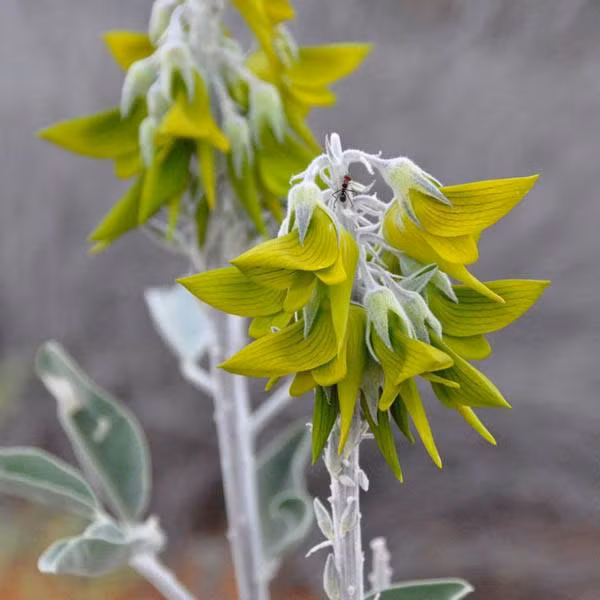 Được biết, hoa chim xanh không chỉ là một loài cây độc đáo kỳ lạ bởi hình dáng của hoa, nó còn là một loài cây rất có ích.