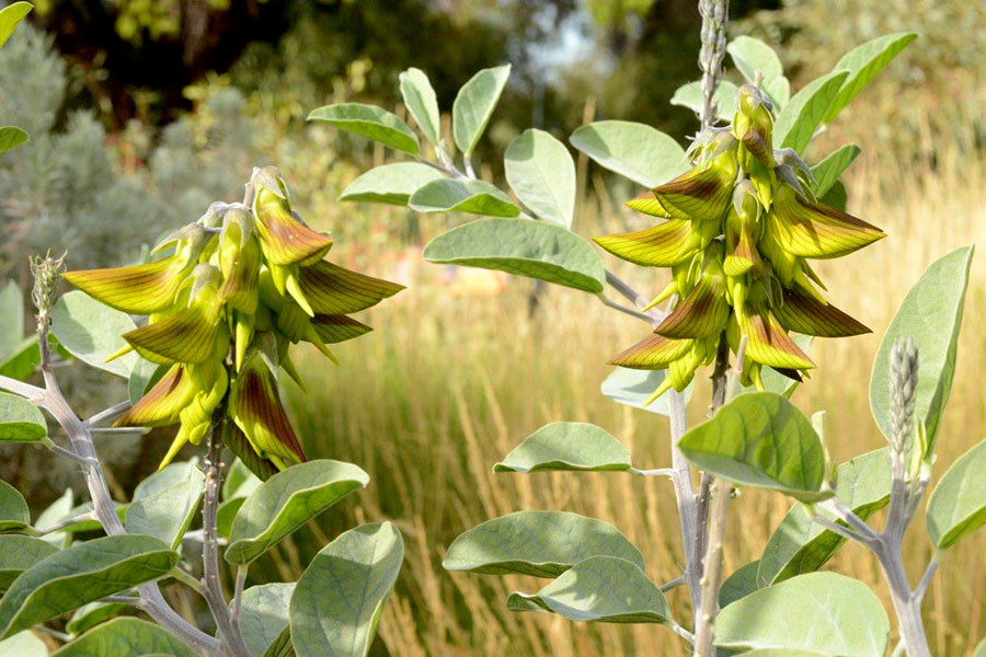 Thời xưa, nhựa từ lá cây hoa chim xanh được thổ dân Australia sử dụng để chữa bệnh nhiễm trùng mắt.