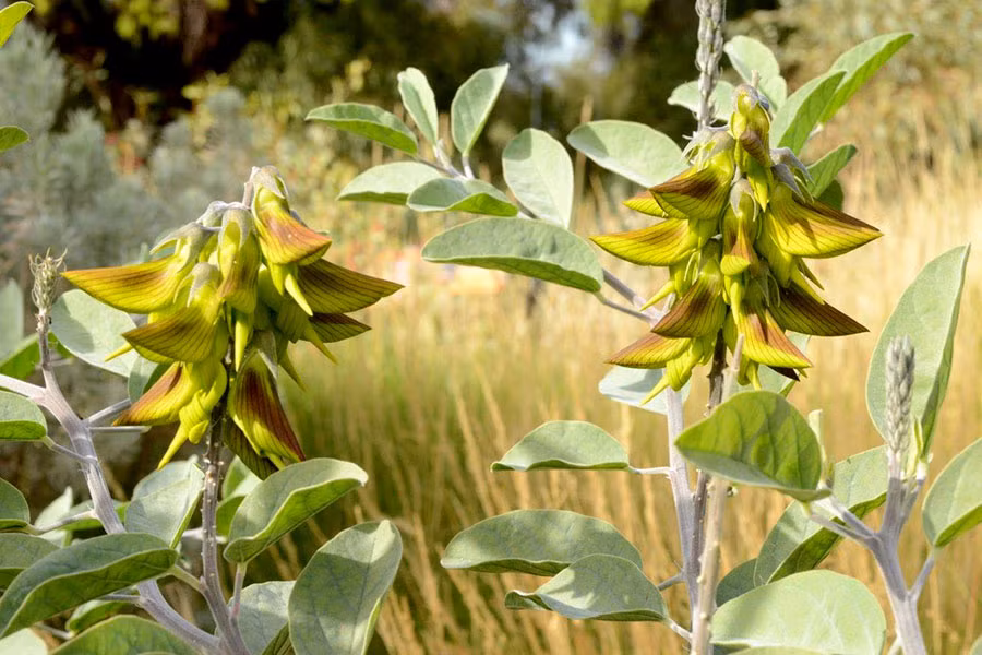 Thời xưa, nhựa từ lá cây hoa chim xanh được thổ dân Australia sử dụng để chữa bệnh nhiễm trùng mắt.