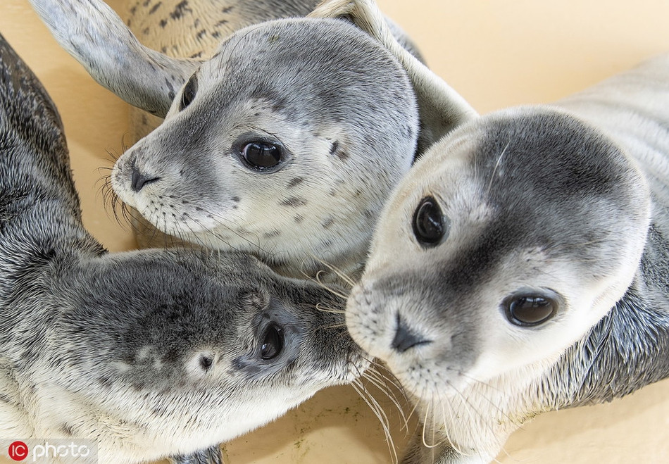 Theo báo cáo, những con hải cẩu bị bỏ rơi được nhận nuôi bởi khu bảo tồn hải cẩu Norddeich đến từ bãi biển thuộc biển Bắc.