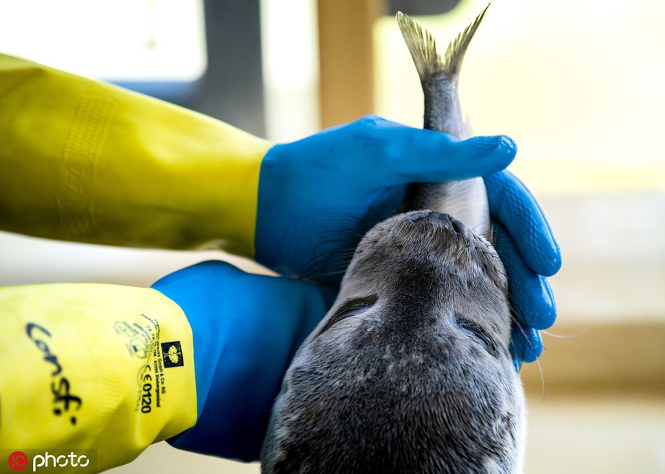 Những con hải cẩu con được các nhân viên nuôi dưỡng, chăm sóc chu đáo, cho ăn cá tươi.