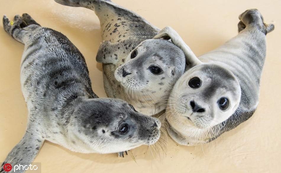 Sau khi bị cha mẹ bỏ rơi, trở thành những đứa trẻ mồ côi, những con hải cẩu đáng thương được giải cứu và đưa về khu bảo tồn.