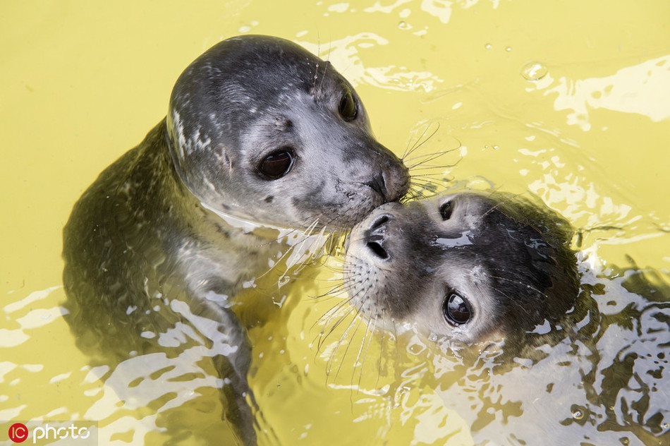 Ánh mắt ưu tư của những con hải cẩu con khiến nhiều người không khỏi xúc động, xót xa.