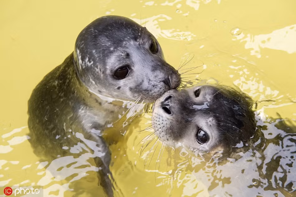 Ánh mắt ưu tư của những con hải cẩu con khiến nhiều người không khỏi xúc động, xót xa.
