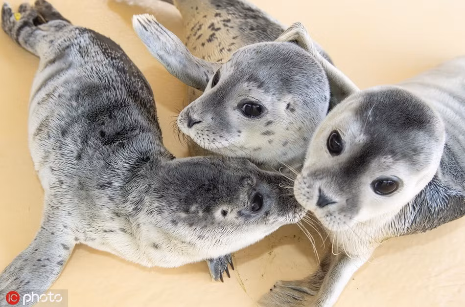 Đến khi trưởng thành, cứng cáp, có khả năng sinh tồn trong thiên nhiên hoang dã, hải cẩu mồ côi sẽ được đưa trở về thiên nhiên, chính thức sống cuộc sống tự do của mình.