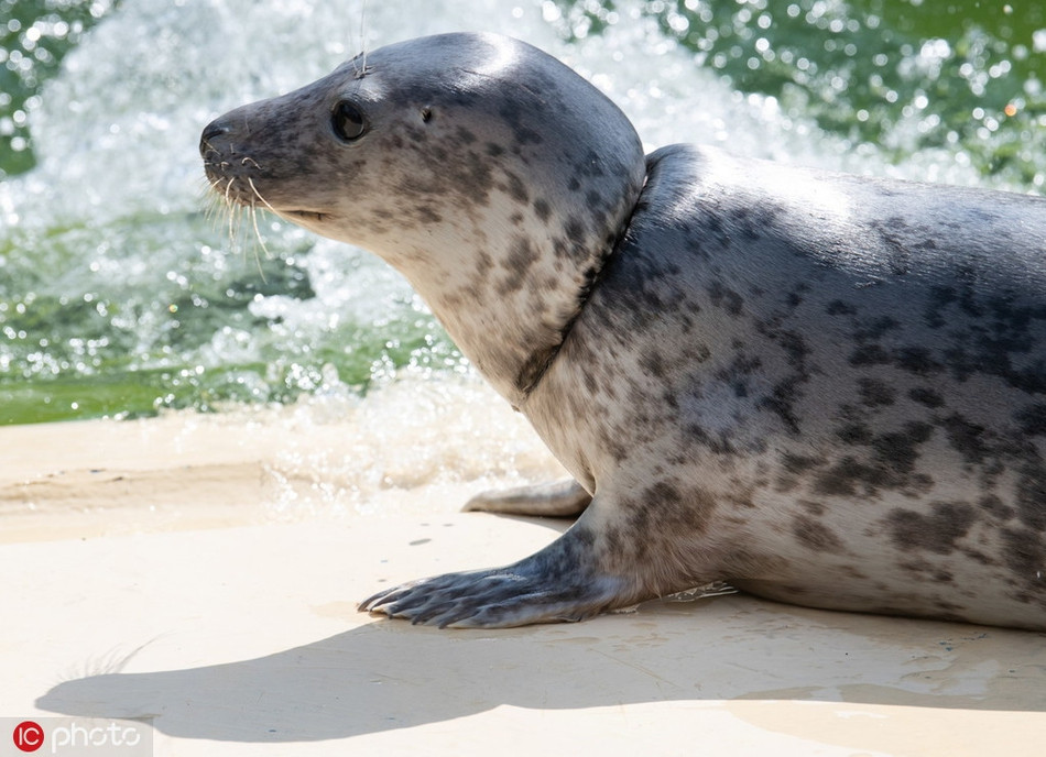 Trong ảnh là một con hải cẩu được huấn luyện để đưa trả về thiên nhiên hoang dã.