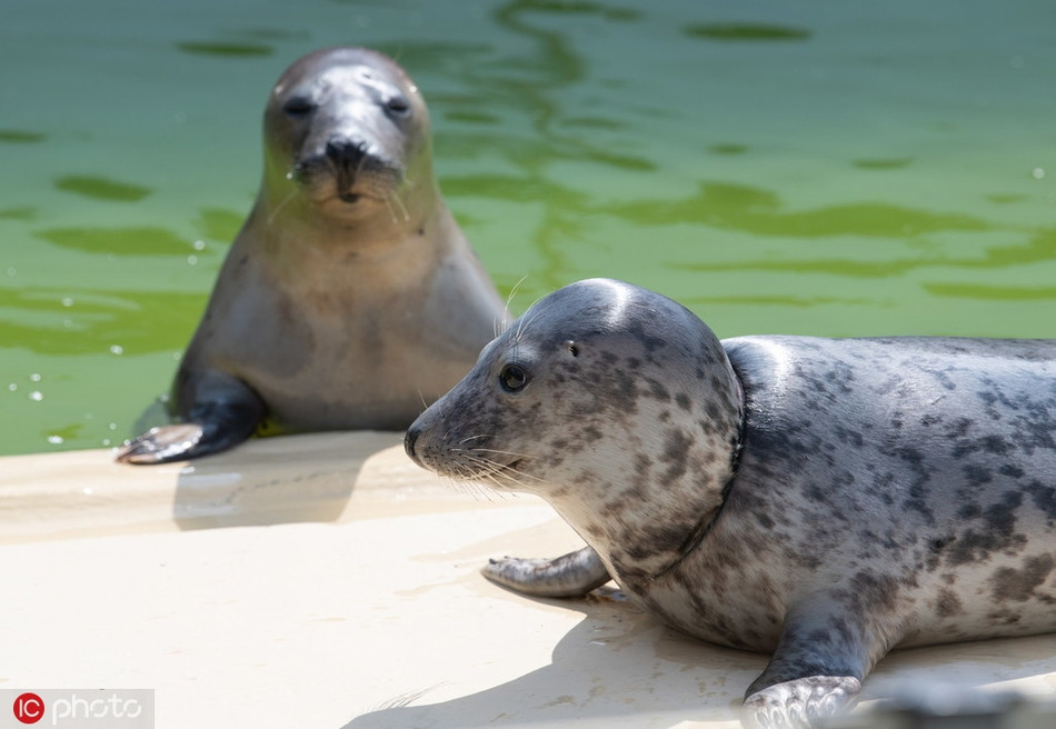 Dường như biết số phận mồ côi của mình, những con hải cẩu ít khi vui vẻ, ánh mắt của chúng luôn đượm buồn.