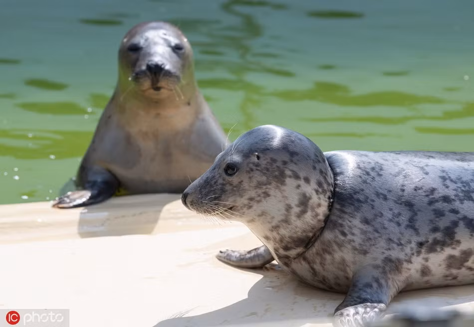 Dường như biết số phận mồ côi của mình, những con hải cẩu ít khi vui vẻ, ánh mắt của chúng luôn đượm buồn.