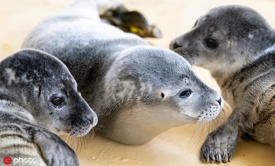 Được biết, vào năm 2018, khu bảo tồn hải cẩu Norddeich đã thu nhận và đưa trở về thiên nhiên hoang dã 160 con hải cẩu.