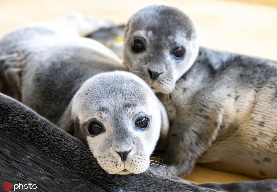 Nhìn chúng rất ngây thơ nhưng cũng chứa đầy tâm sự.