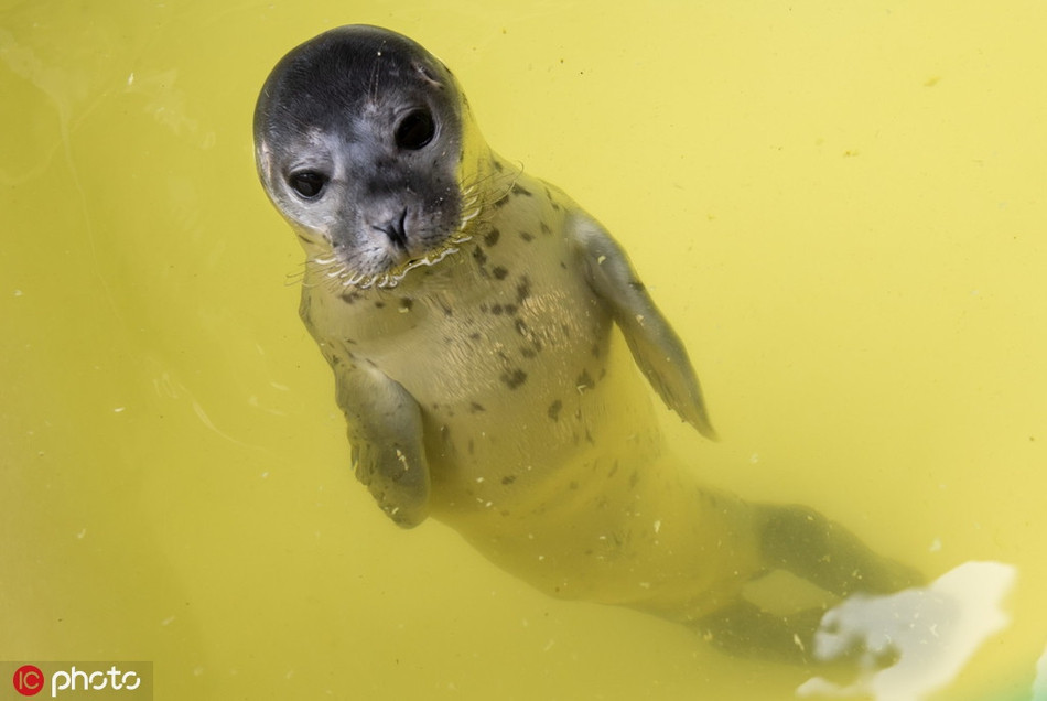 Tại khu bảo tồn, chúng lớn lên nhờ sự chăm sóc, nuôi nấng của những nhà lai tạo, gây giống.