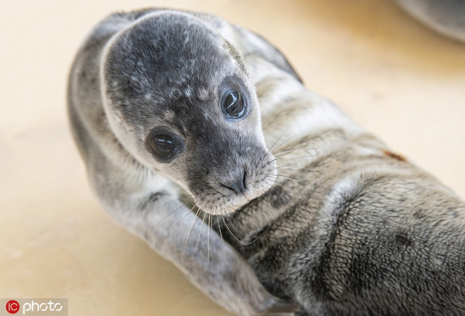 Mới đây, ở Norddeich, Đức, nhiếp ảnh gia ghi được những hình ảnh ấn tượng về những con hải cẩu mồ côi, bị bỏ rơi ở khu bảo tồn hải cẩu địa phương, khiến mọi người không khỏi xót xa, thương cảm.