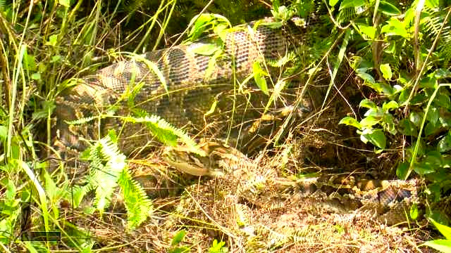 Len vao nha dan an thit be, tran khong lo gap ket dang