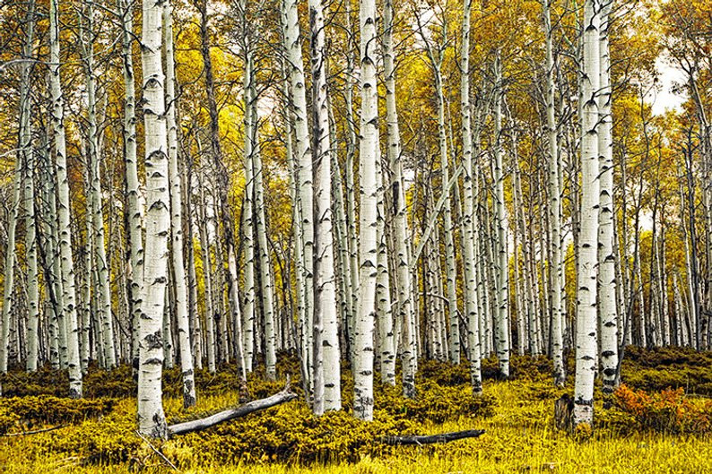 Ky la cay go cung hon thep, dan ban cung kho thung