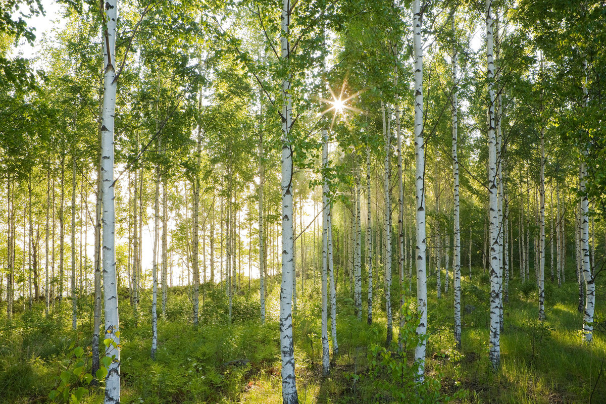 Ky la cay go cung hon thep, dan ban cung kho thung-Hinh-3