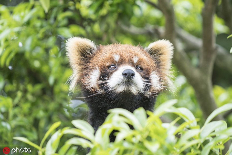 Gau truc do chi can nam yen cung 