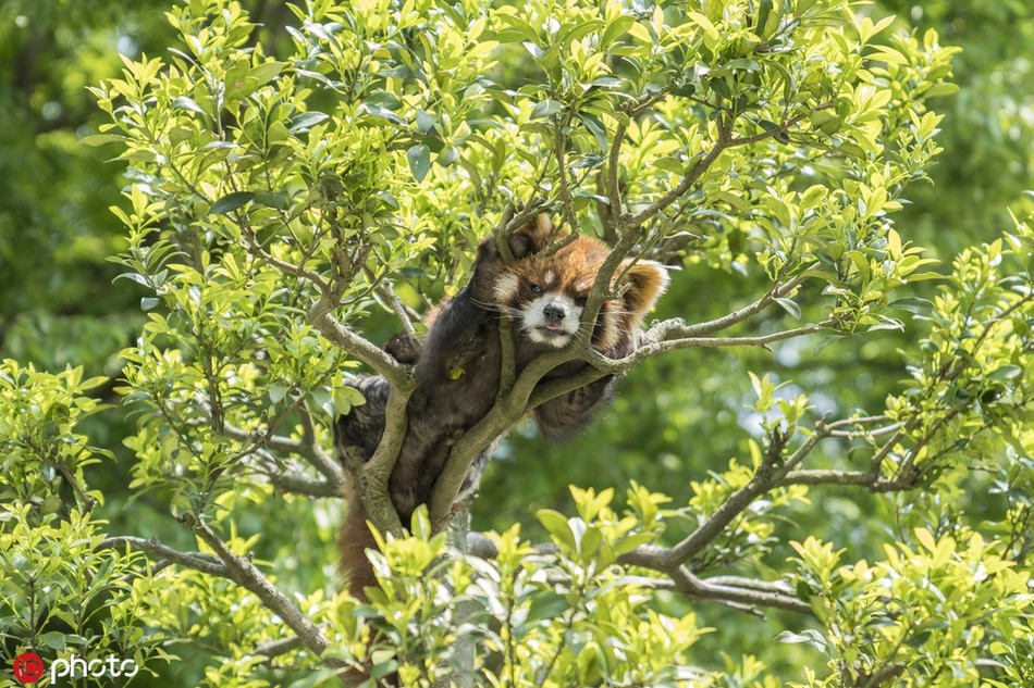 Gau truc do chi can nam yen cung 