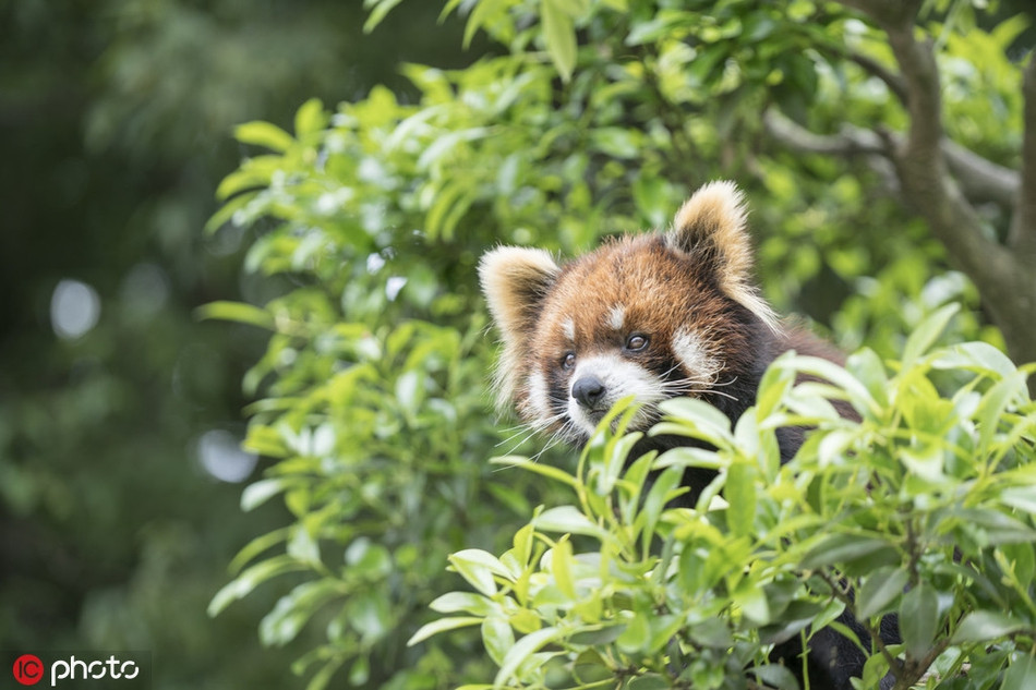 Gau truc do chi can nam yen cung 