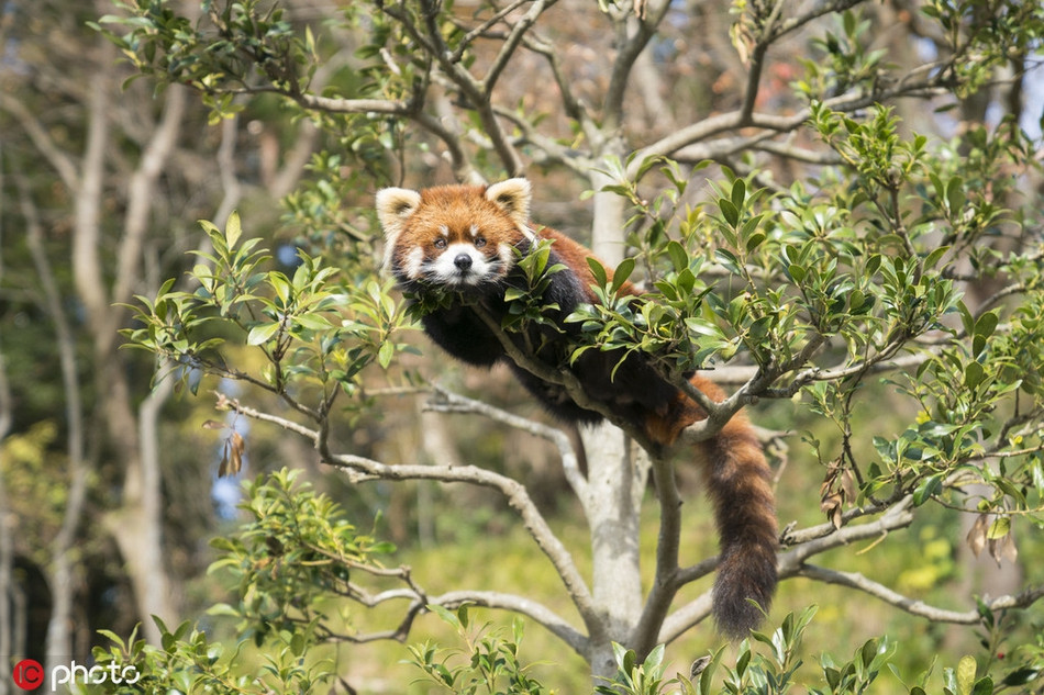 Gau truc do chi can nam yen cung 