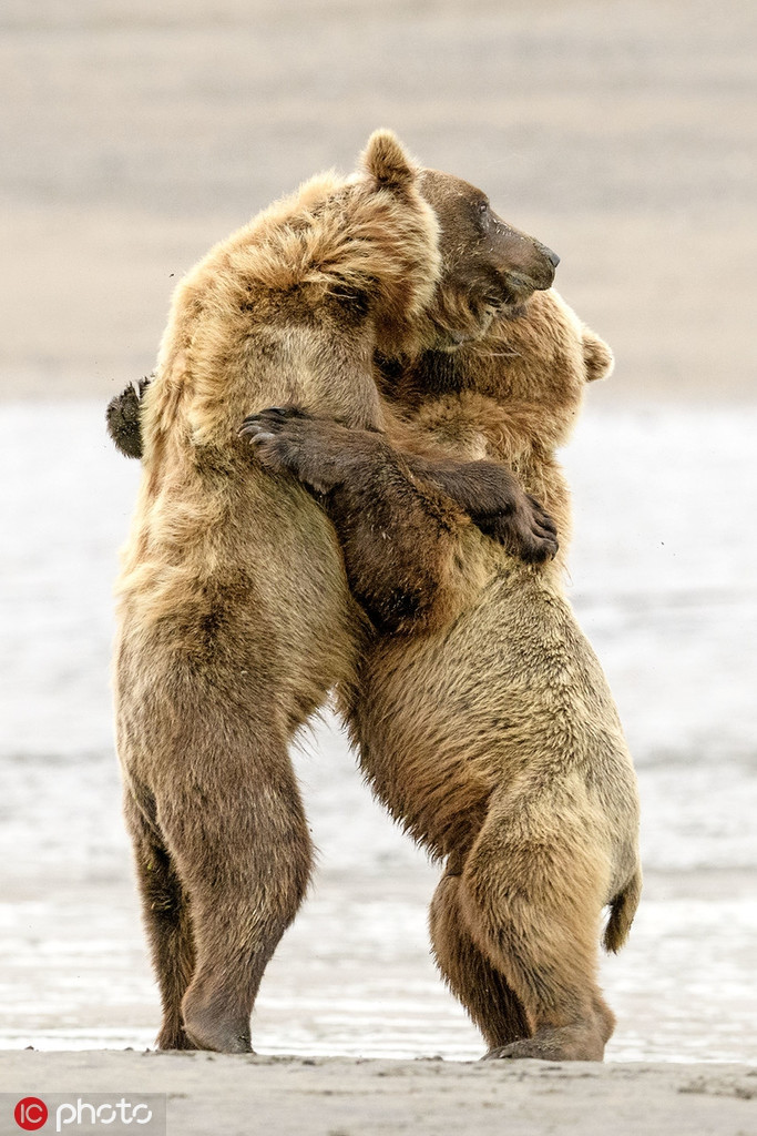 Ngo ngang gau nau hoang da om ap nhau rat tinh-Hinh-3