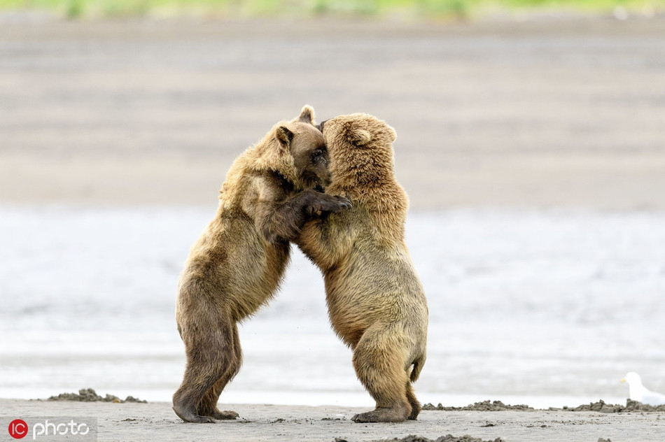 Ngo ngang gau nau hoang da om ap nhau rat tinh