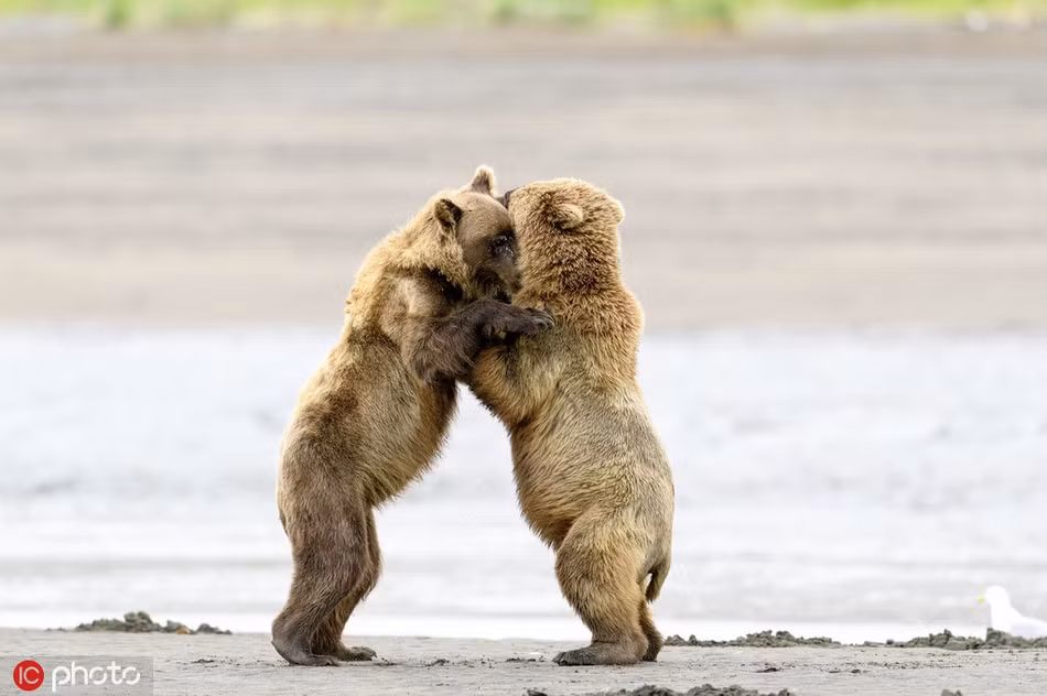Ngo ngang gau nau hoang da om ap nhau rat tinh