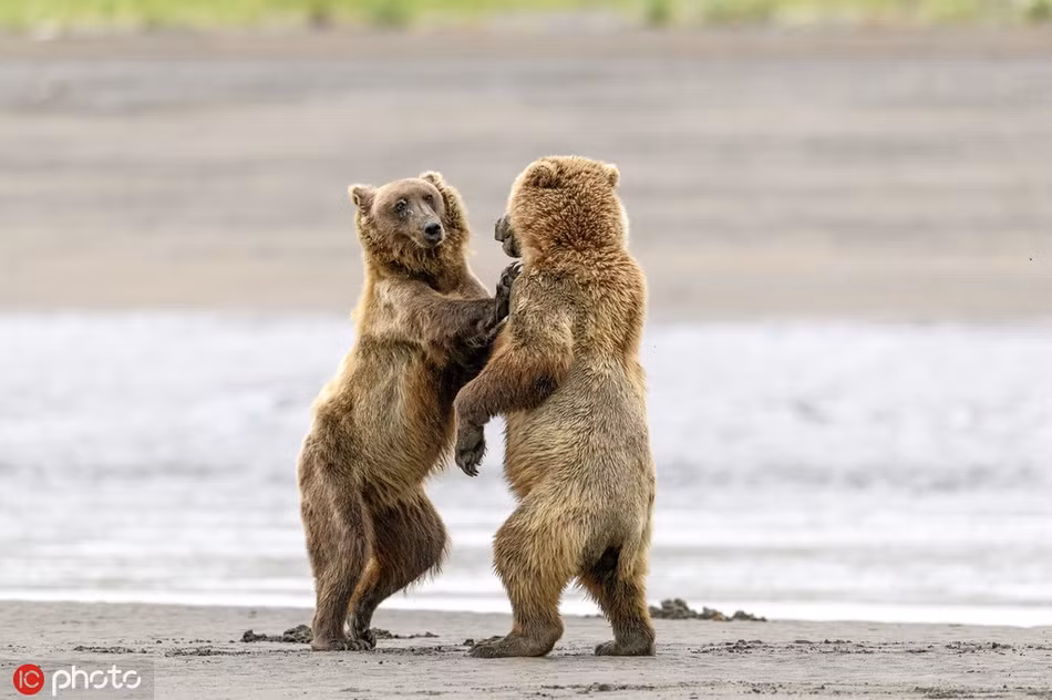 Ngo ngang gau nau hoang da om ap nhau rat tinh-Hinh-2