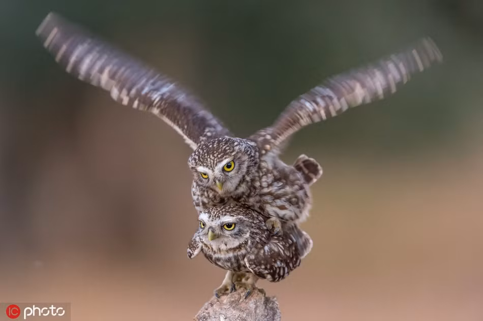Khoanh khac ky la doi cu 