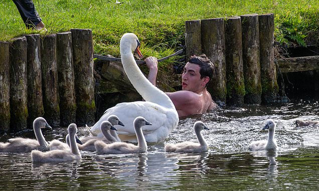 Những ngày gần đây, để ăn mừng cuộc thi học kỳ kết thúc, các sinh viên tại Đại học Cambridge quyết định rủ nhau đi bơi ở sông Cam, giải tỏa áp lực. Chẳng ngờ, hành động này lại khiến một con thiên nga nổi tiếng hung dữ có tên Asbaby vô cùng "ngứa mắt" và bất mãn.