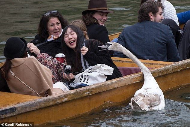 Gần nhất, Asbaby, con của Asboy xuất hiện, xưng vương xưng bá ở con sông Cam. Hành vi của Asbaby còn kinh khủng, ác liệt hơn cha mình. Nó tự cho mình là bá chủ, ai xuống sống hoạt động là vi phạm lãnh địa của nó.