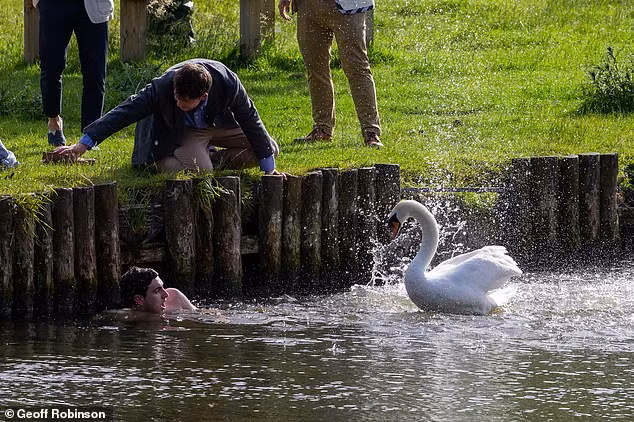 Thấy các sinh viên cười nói ồn ào, còn dám nhảy xuống dòng sông tắm mát, thiên nga ác bá Asbaby mang theo vợ con mình tiến lên bao vây, tấn công các sinh viên này. Nó chọn mục tiêu là một chàng sinh viên trẻ tuổi.