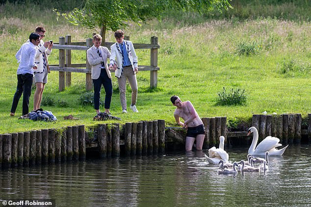 Dường như biết rằng tất cả mọi người không dám làm gì mình bởi mình đã có chỗ dựa vững chắc, những con thiên nga sống ở sông thường xuyên tấn công con người.