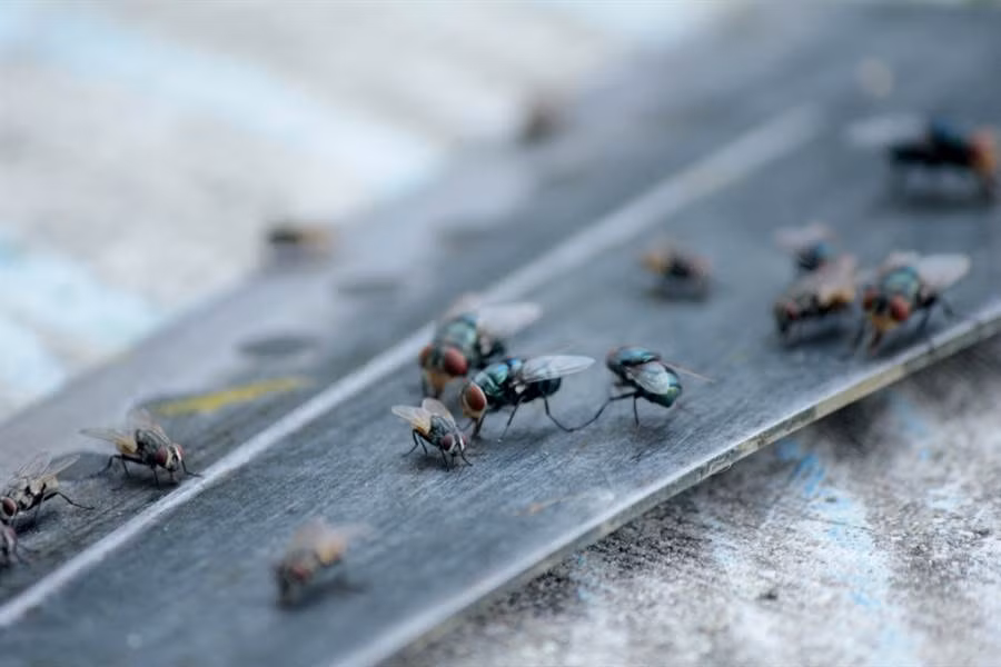 Kinh di ngoi lang bi xam chiem boi ca 