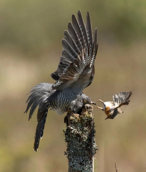 Sau khi nở, chim cu cu con sẽ cố gắng đẩy những quả trứng hoặc những chim non là con đẻ của bố mẹ nuôi ra khỏi tổ, nhằm độc chiếm tất cả thức ăn của bố mẹ nuôi mang về.