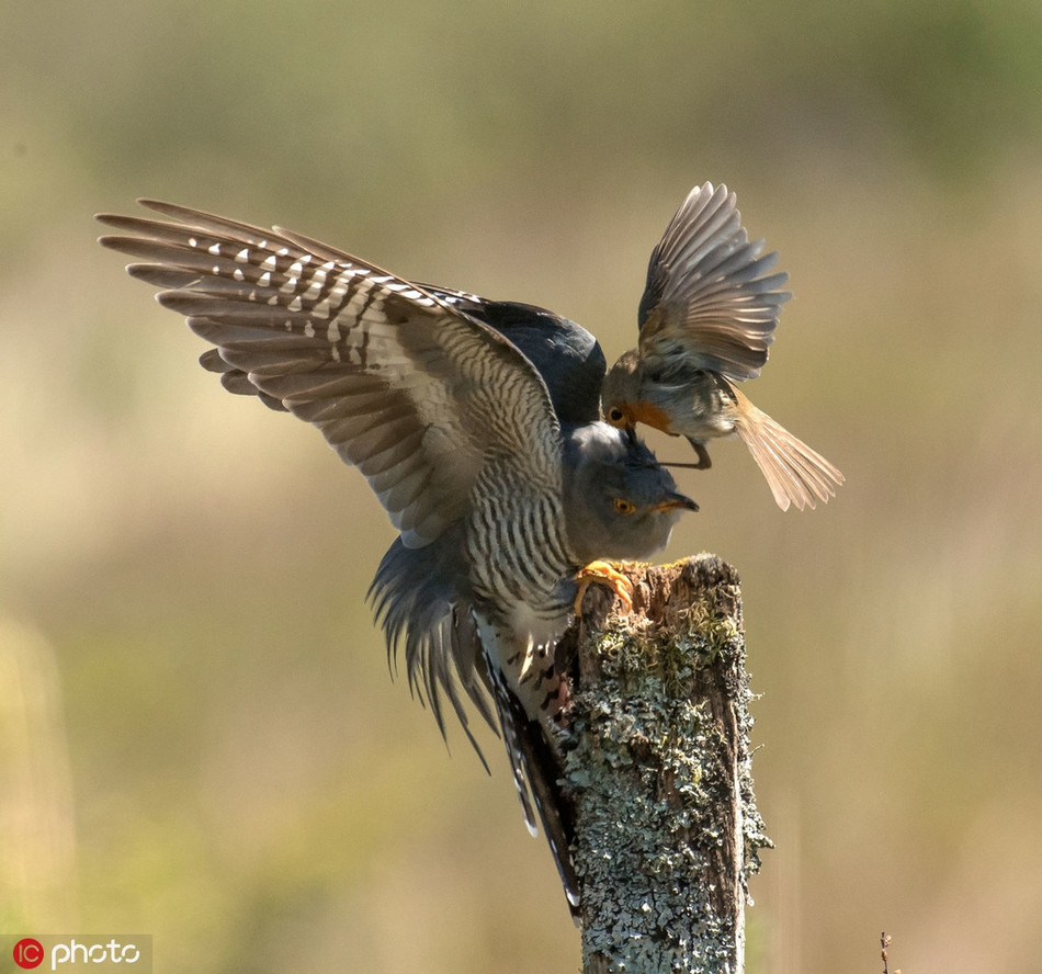 Chẳng ngờ, khi chưa kịp hoàn thành ý đồ xấu xa, chim cu cu đã bị phát hiện, kết quả là trận chiến ác liệt này.