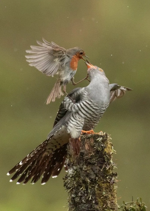 Khi mới sinh, những con chim cu cu non đã bộc lộ bản chất đáng sợ của loài, chúng biết đấu đá, cạnh tranh sinh tồn ngay từ giây phút vừa nở.
