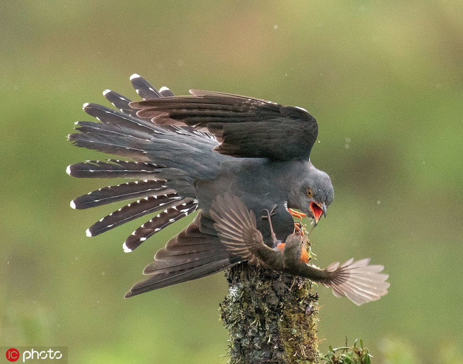 Được biết, con chim cổ đỏ trên đường kiếm ăn về tổ thì phát hiện chim cu cu đang dòm ngó tổ của mình. Trong tổ có những con chim non vừa mới nở, rất non nớt và hoàn toàn không có sức phản kháng, phòng vệ.