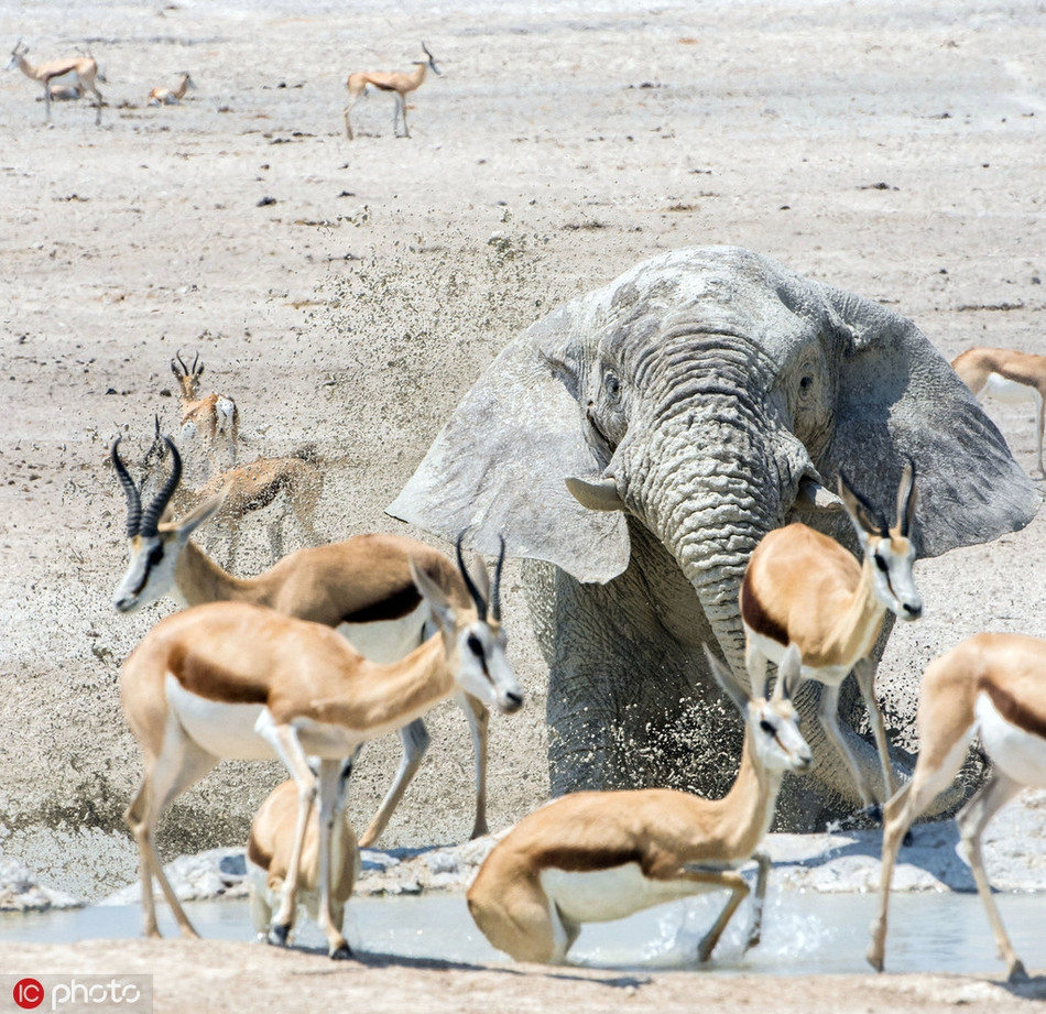 Nhiếp ảnh gia chia sẻ, vào lúc thời tiết trở nên nắng nóng, ngột ngạt, con voi khổng lồ chậm rãi đi tới vũng nước lớn trên thảo nguyên, nghênh ngang lội xuống, tạo nên sóng nước thật mạnh, bắn hết lên người những con linh dương đang giải khát quanh đó.